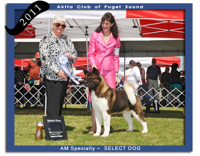 2011 AM Select Dog